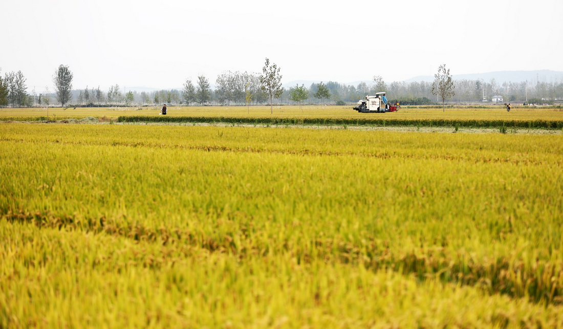 10月20日，農民駕駛收割機在山東省臨沂市郯城縣郯城街道田間收獲水稻。新華社發（張春雷攝）