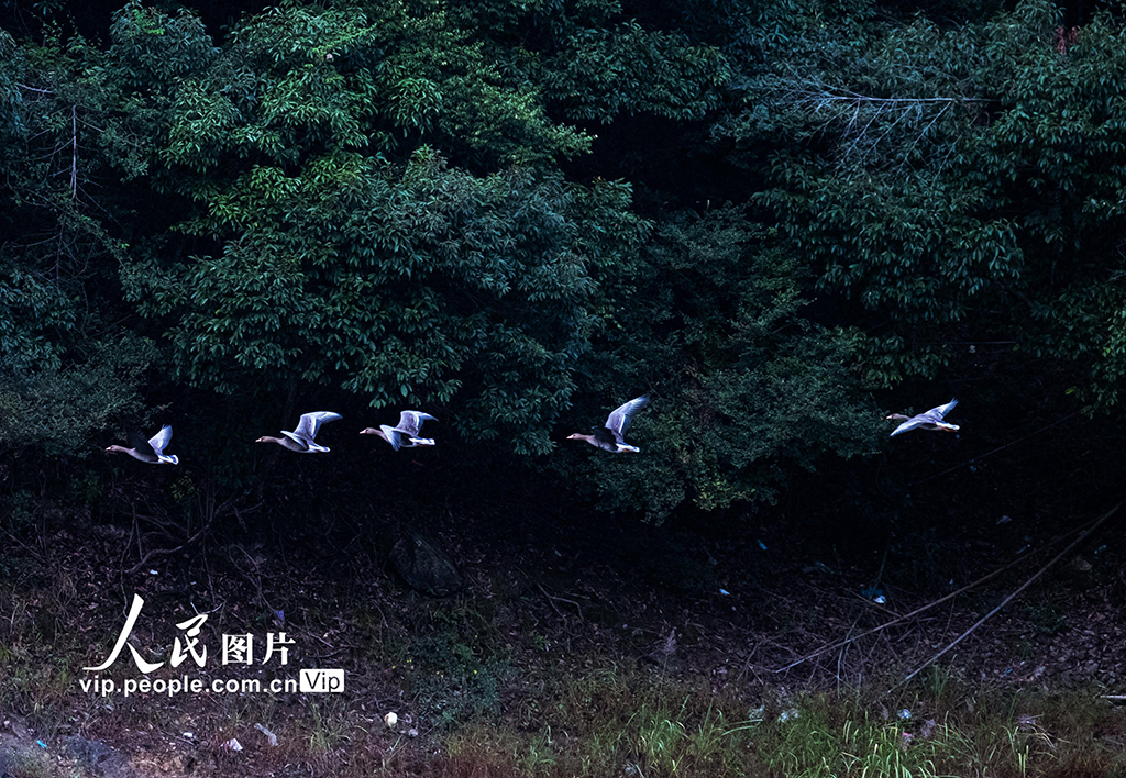 國家二級重點野生保護動物白額雁做客浙江慶元【8】