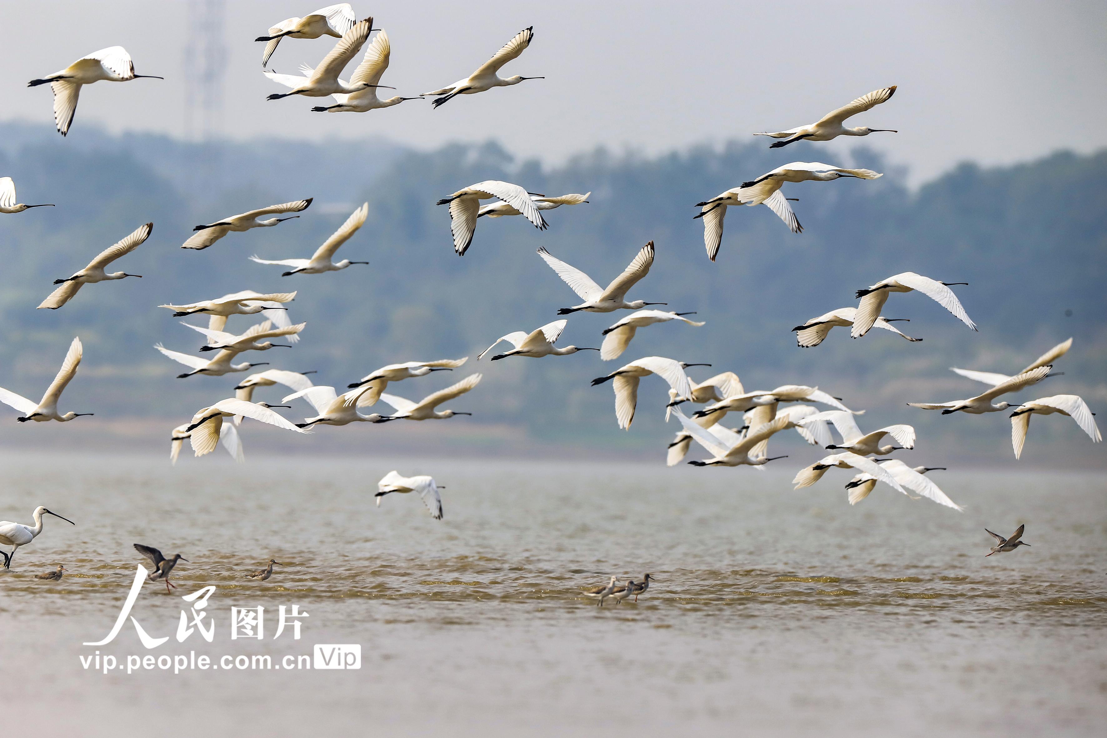 江西湖口：成群白琵鷺集結鄱陽湖越冬【3】