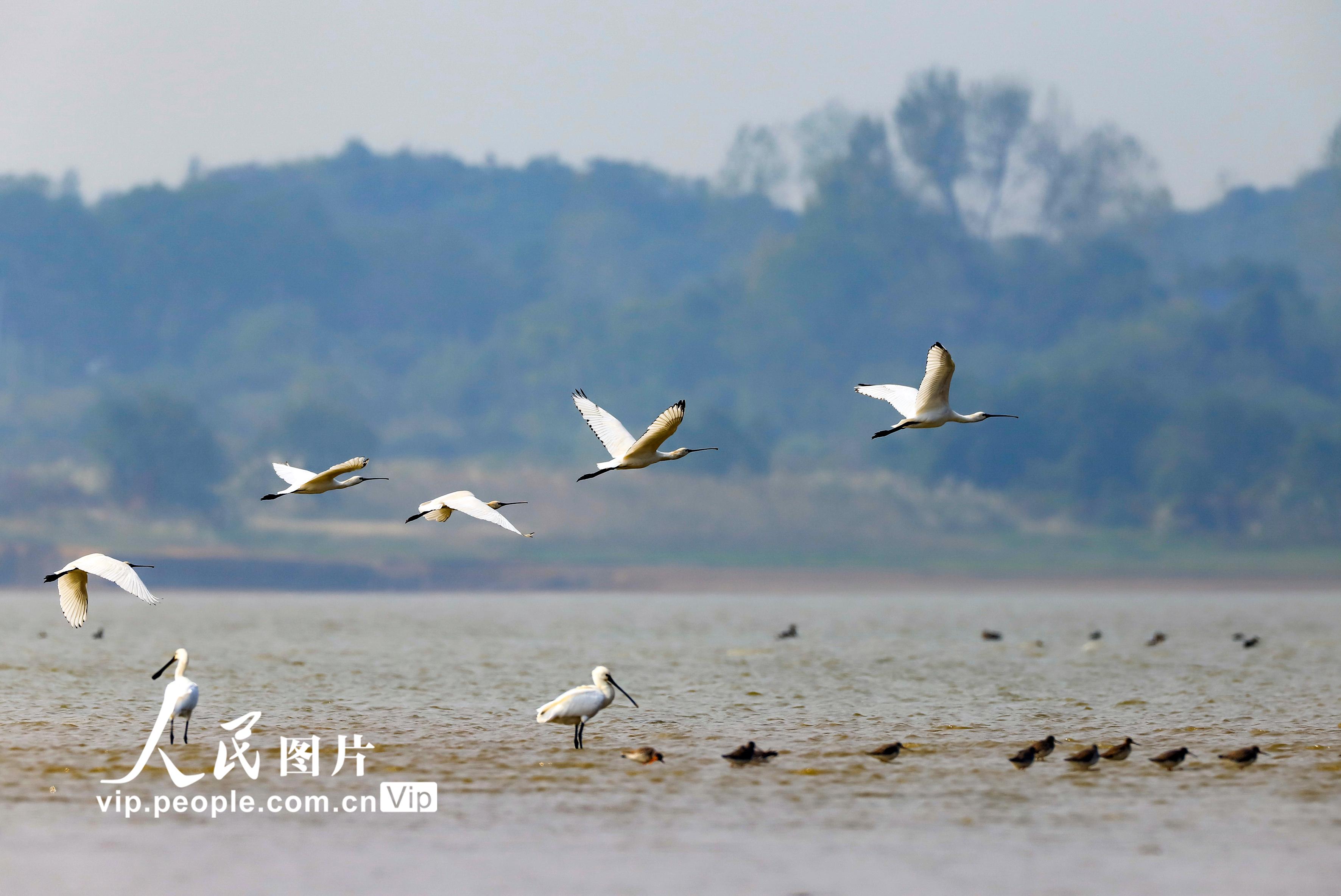 江西湖口：成群白琵鷺集結鄱陽湖越冬【6】