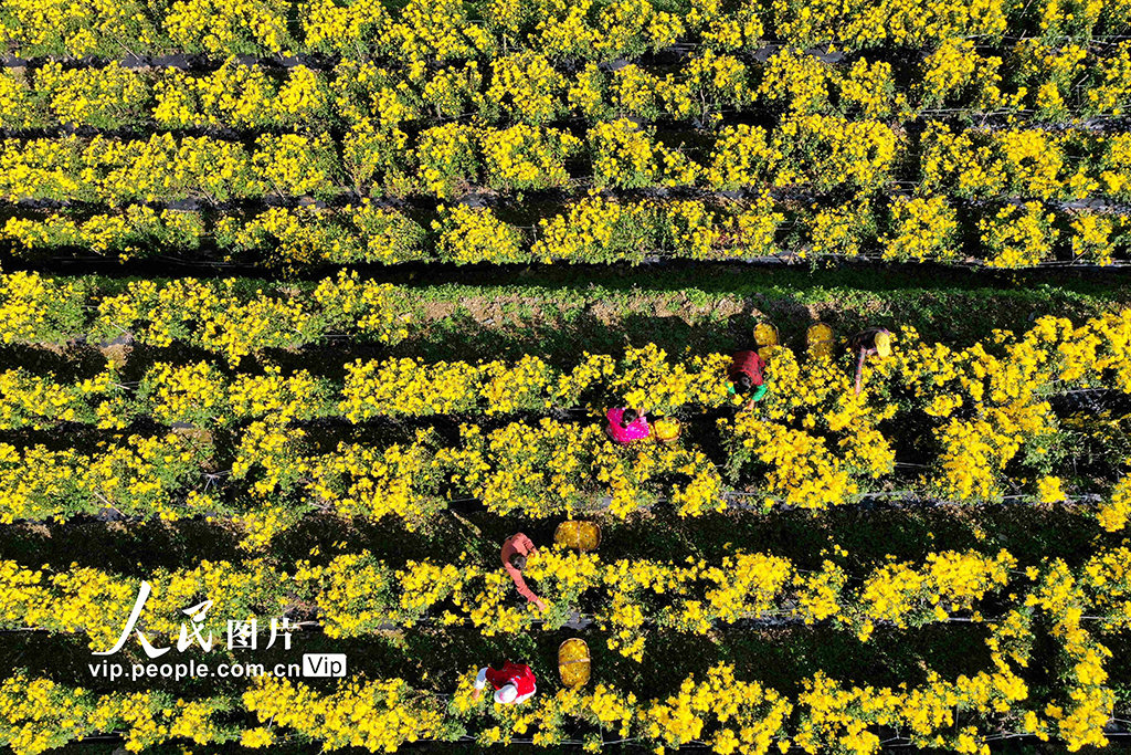 湖北保康：金絲皇菊開出“致富花”【6】