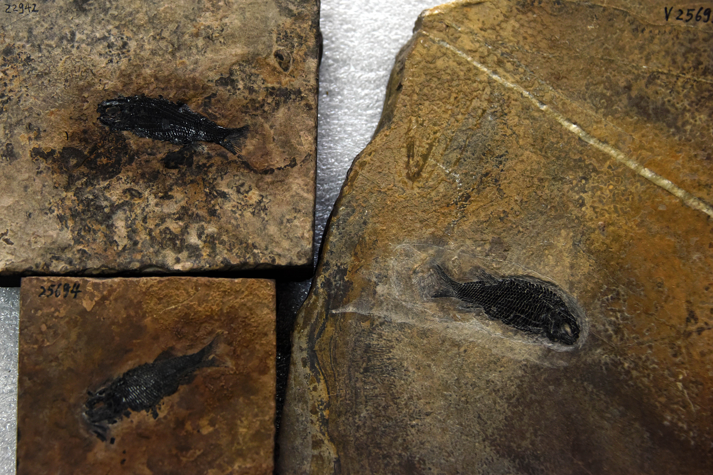 10月26日，目前僅有的3件亞洲肋鱗裂齒魚化石標本。