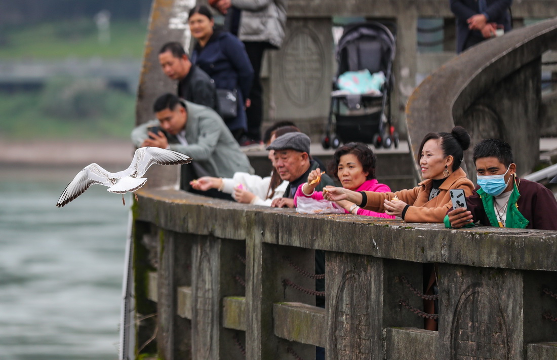10月26日，在四川省宜賓市翠屏區三江口的合江門地標廣場，市民在觀賞紅嘴鷗。新華社發（庄歌爾攝）