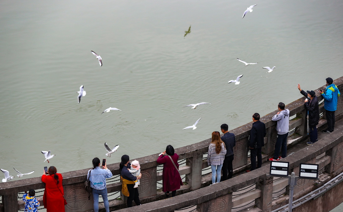 10月26日，在四川省宜賓市翠屏區三江口的合江門地標廣場，市民在觀賞紅嘴鷗。新華社發（庄歌爾攝）