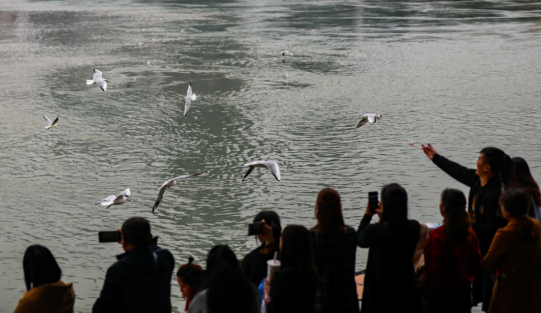10月26日，在四川省宜賓市翠屏區三江口的合江門地標廣場，市民在觀賞紅嘴鷗。新華社發（庄歌爾攝）