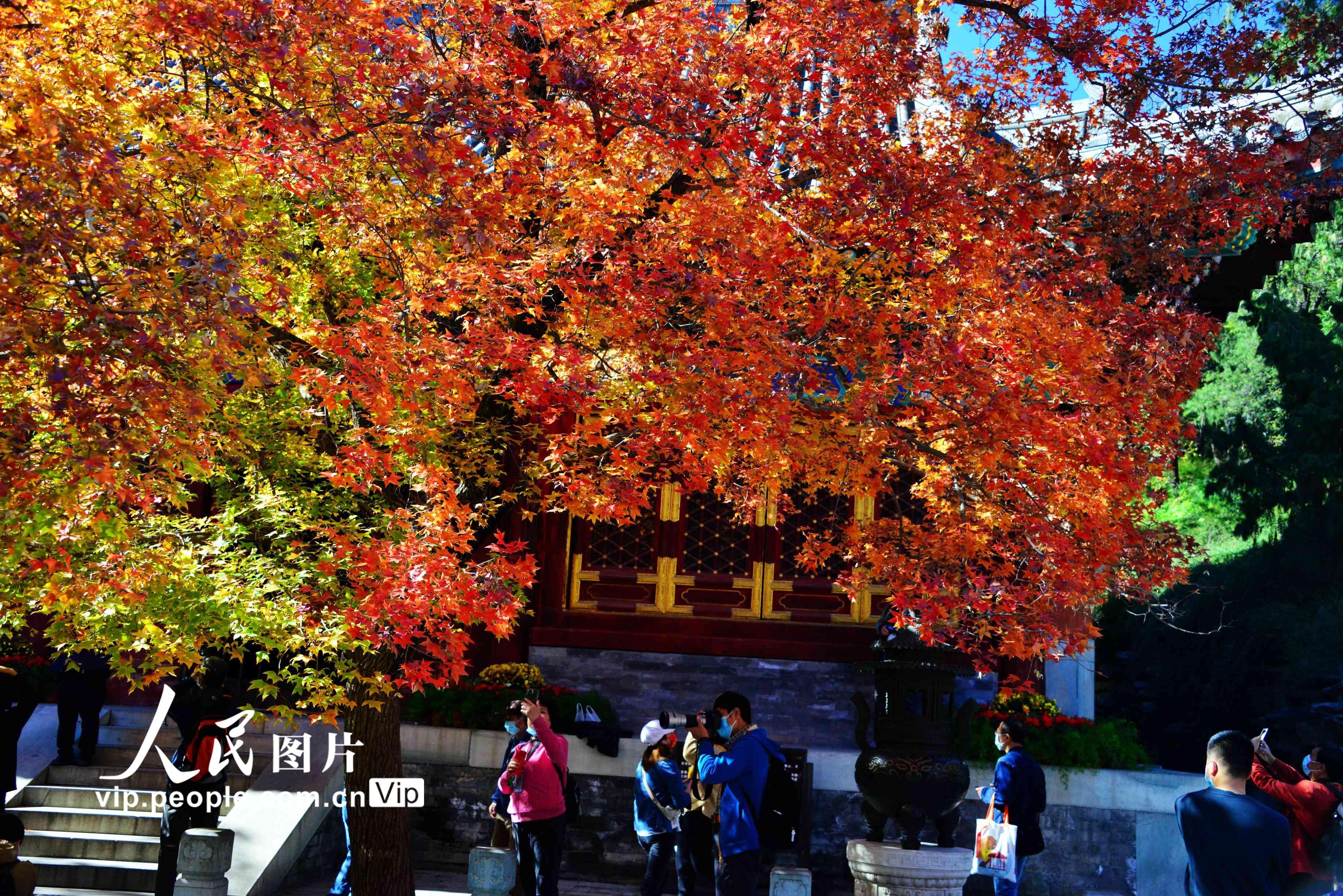 北京：香山赏红叶【8】