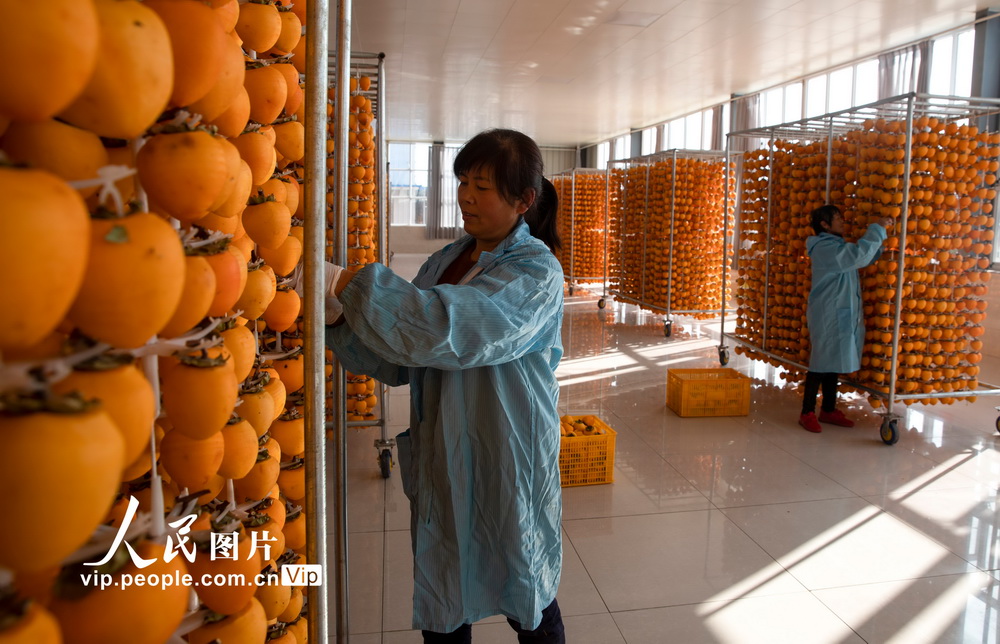 2021年10月29日，陕西省渭南市富平县庄里试验区山臻柿子种植专业合作社内，当地群众正在将去皮的柿子吊挂晾晒。