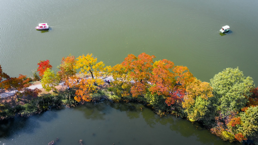 10月31日拍攝的南京中山植物園秋景（無人機照片）。新華社發（蘇陽攝）