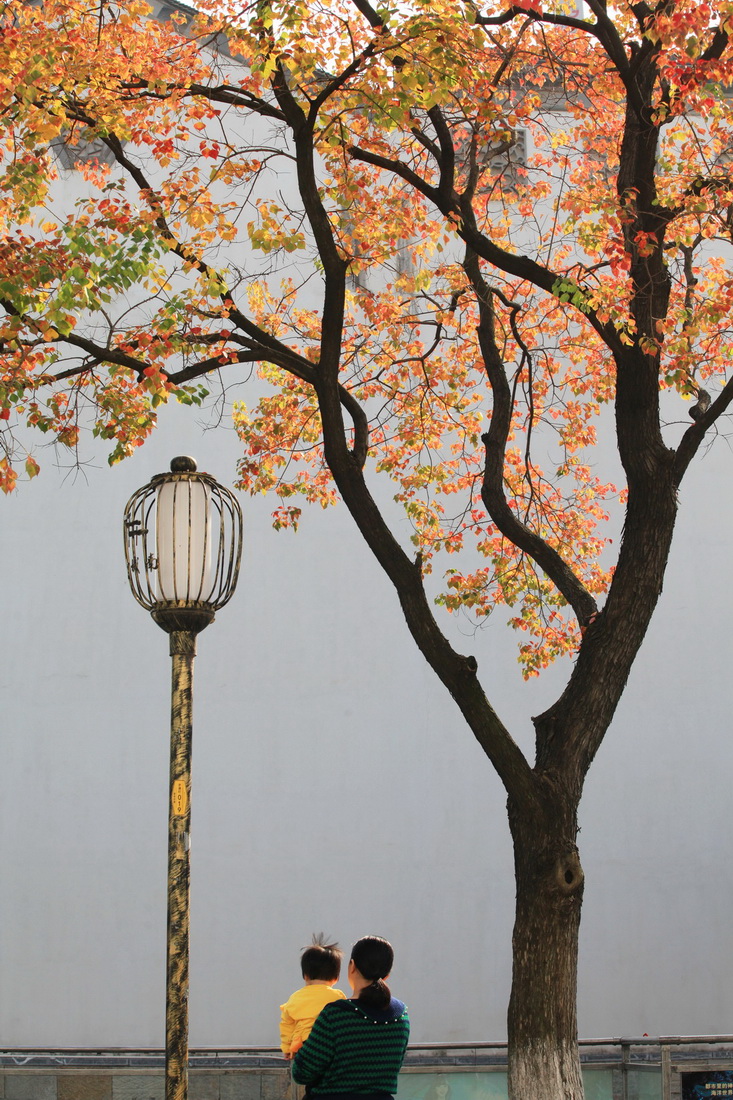 10月31日在江蘇南京老門東景區拍攝的秋色。新華社發（劉建華攝）