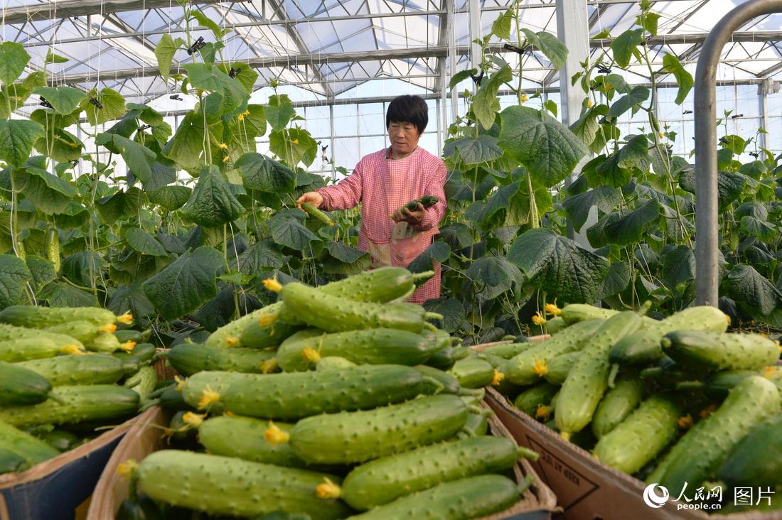 10月28日，工作人員在河北省遷安市亞灤灣現代農業園區的大棚內管理蔬菜。