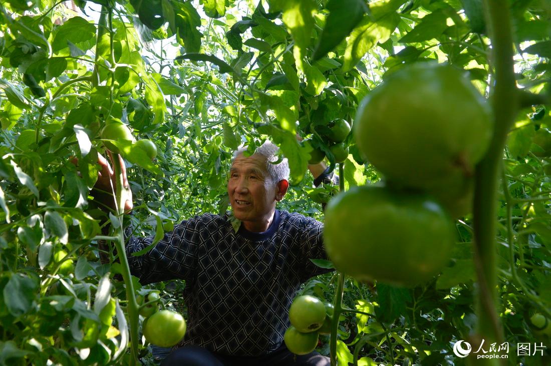 10月28日，工作人員在河北省遷安市亞灤灣現代農業園區的大棚內管理蔬菜。