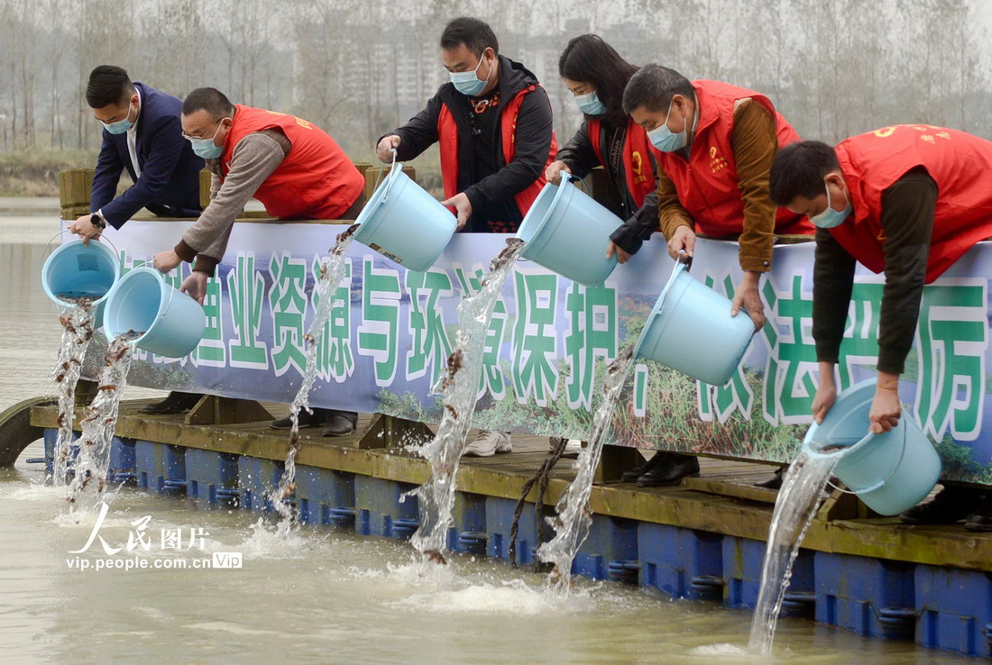 2021年11月1日，由四川省南充市蓬安縣農業農村、水務、公安等部門組成的志願者正向嘉陵江中投放魚苗。