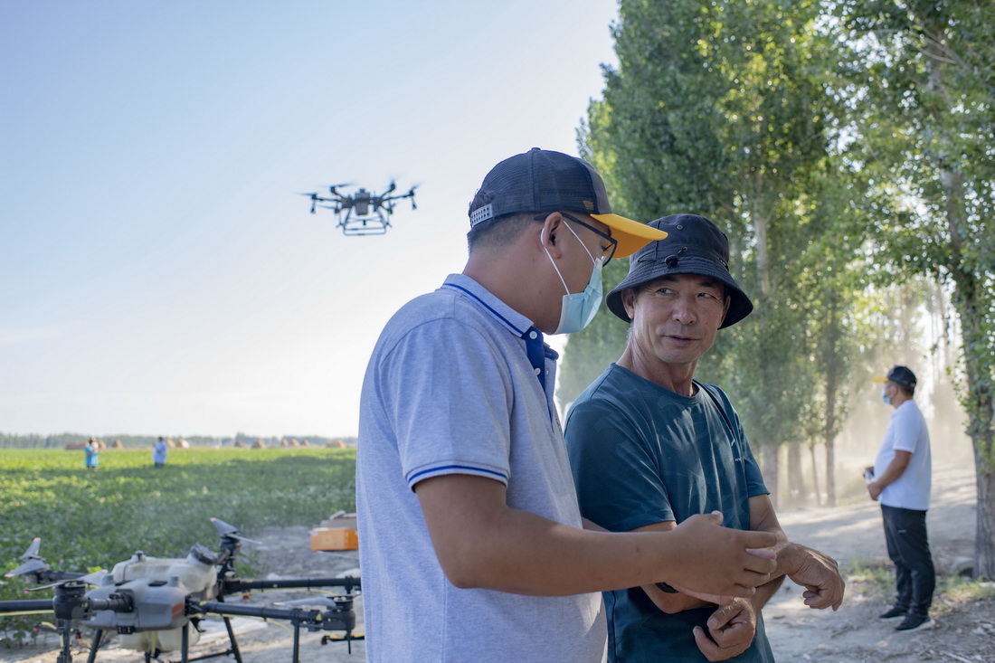 盛夏田間管理期間，陸高林（右）和沙灣市一家農業服務團隊負責人王福珖在棉田裡談論農業植保無人機作業特點（7月15日攝）。