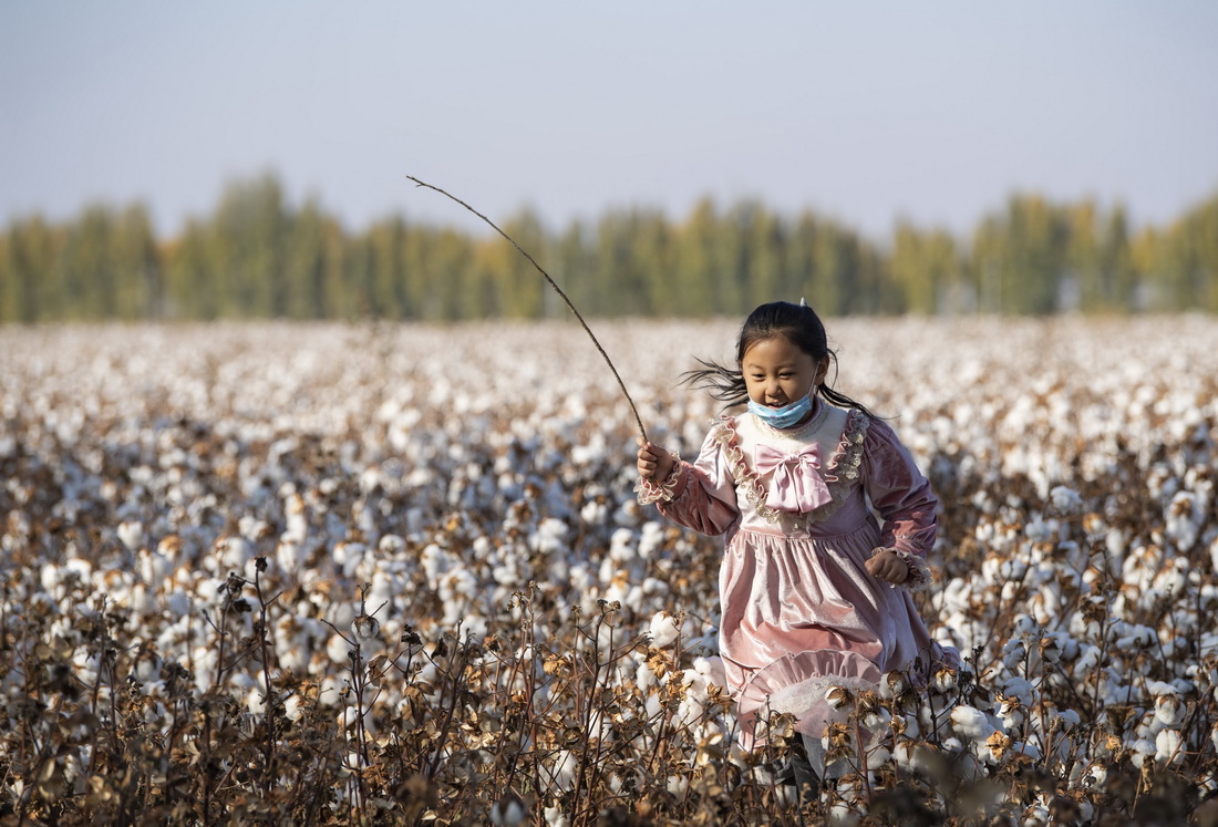 秋收時節，陸高林的大孫女在一片待採收的棉田裡奔跑（10月24日攝）。