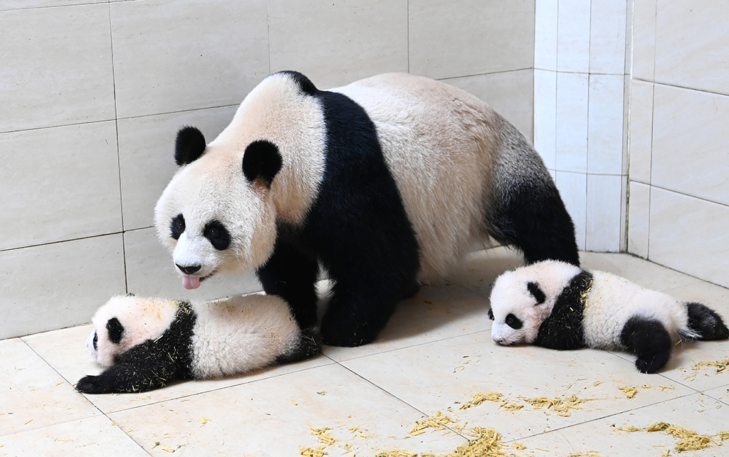 四川阿坝：大熊猫“水秀”和它的宝宝一家亲