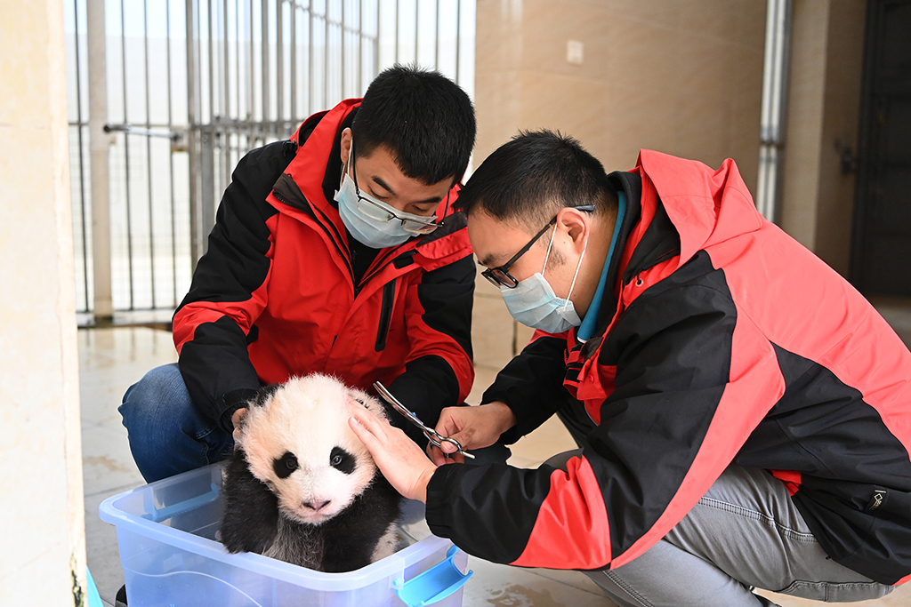四川阿坝：大熊猫“水秀”和它的宝宝一家亲【5】