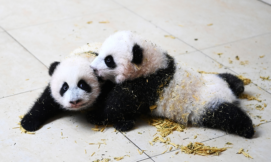 四川阿坝：大熊猫“水秀”和它的宝宝一家亲【3】