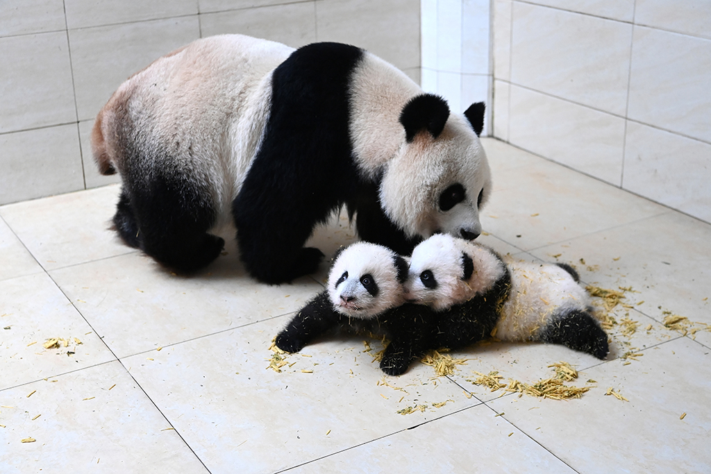 四川阿坝：大熊猫“水秀”和它的宝宝一家亲【2】