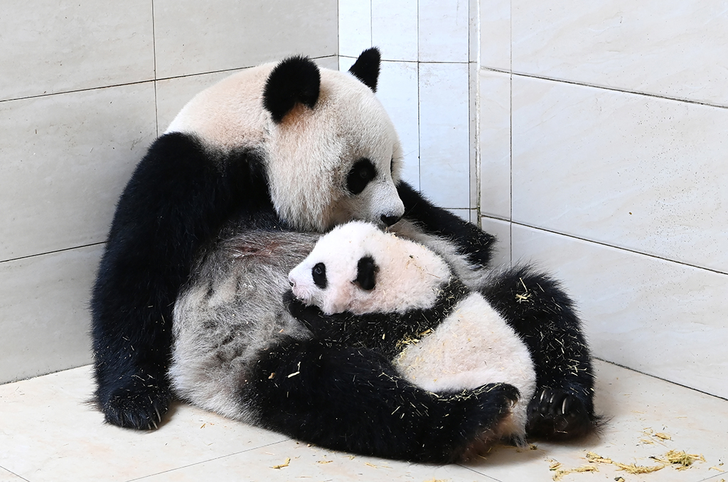 四川阿坝：大熊猫“水秀”和它的宝宝一家亲【4】