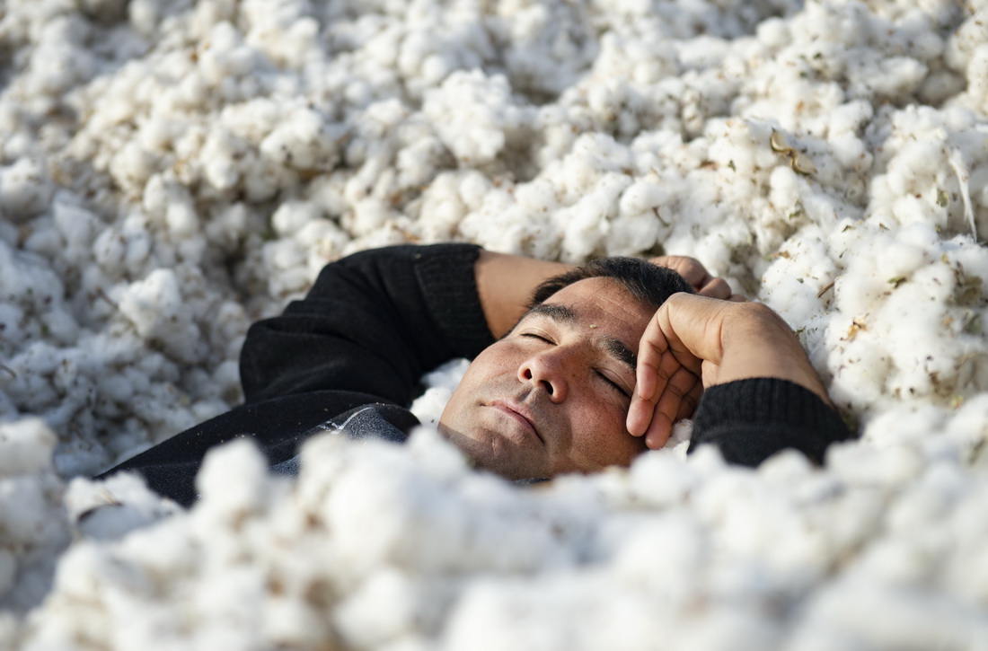 在新疆沙雅縣托依堡勒迪鎮的一處棉田裡，艾買爾·艾則孜躺在剛採下的棉堆裡小睡（10月26日攝）。