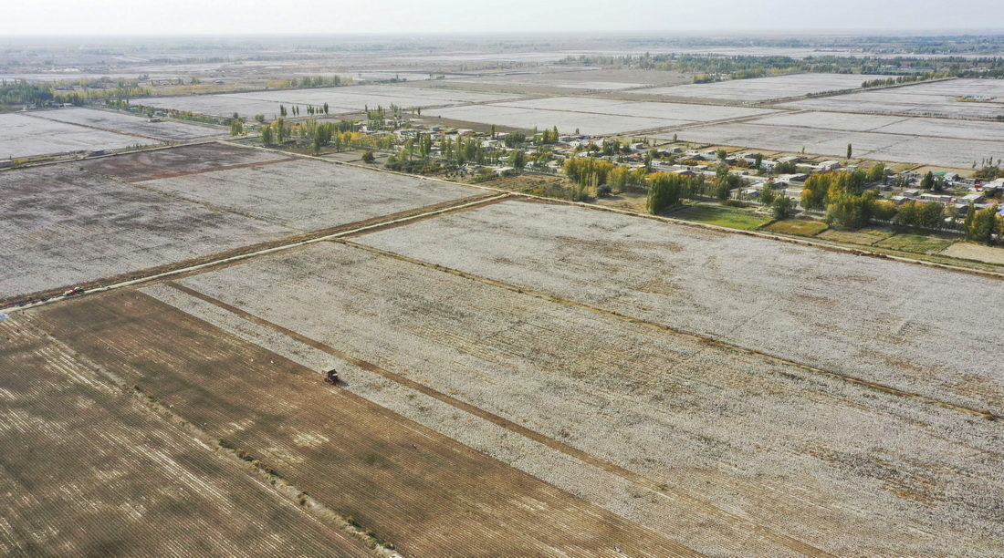 在新疆沙雅縣托依堡勒迪鎮的一處棉田裡，艾買爾·艾則孜駕駛採棉機在為其他棉農採收棉花（10月24日攝，無人機照片）。