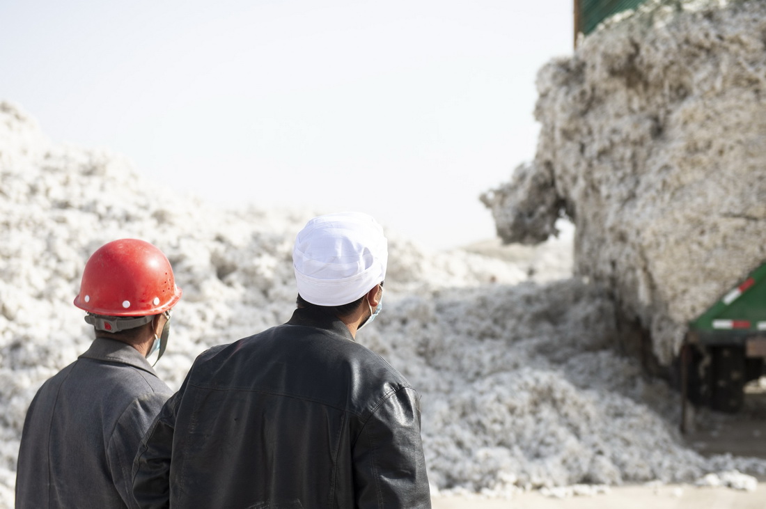 在新疆沙雅縣蓋孜庫木鄉的一處軋花廠內，艾買爾·艾則孜（右）和父親看著自家的棉花被收購（10月26日攝）。