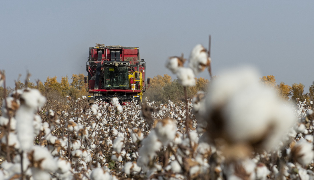 在新疆沙雅縣蓋孜庫木鄉，艾買爾·艾則孜在駕駛採棉機採收自家棉田的棉花（10月25日攝）。