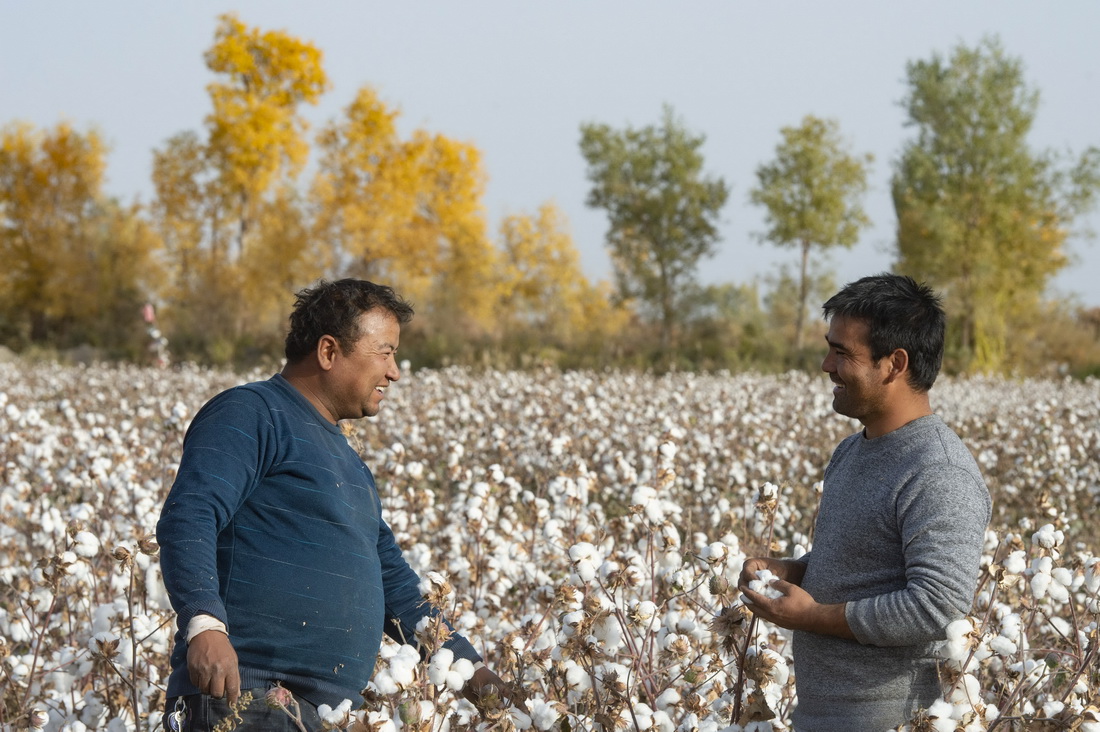 在新疆沙雅縣蓋孜庫木鄉的自家棉田裡，艾買爾·艾則孜（右）和朋友談論今年棉花的產量和收益（10月25日攝）。