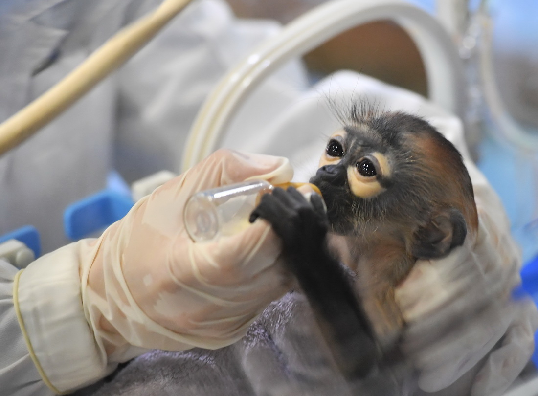 11月10日，廣州長隆靈長類研究中心保育員給人工繁育成功的黑腿白臀葉猴寶寶喂奶。