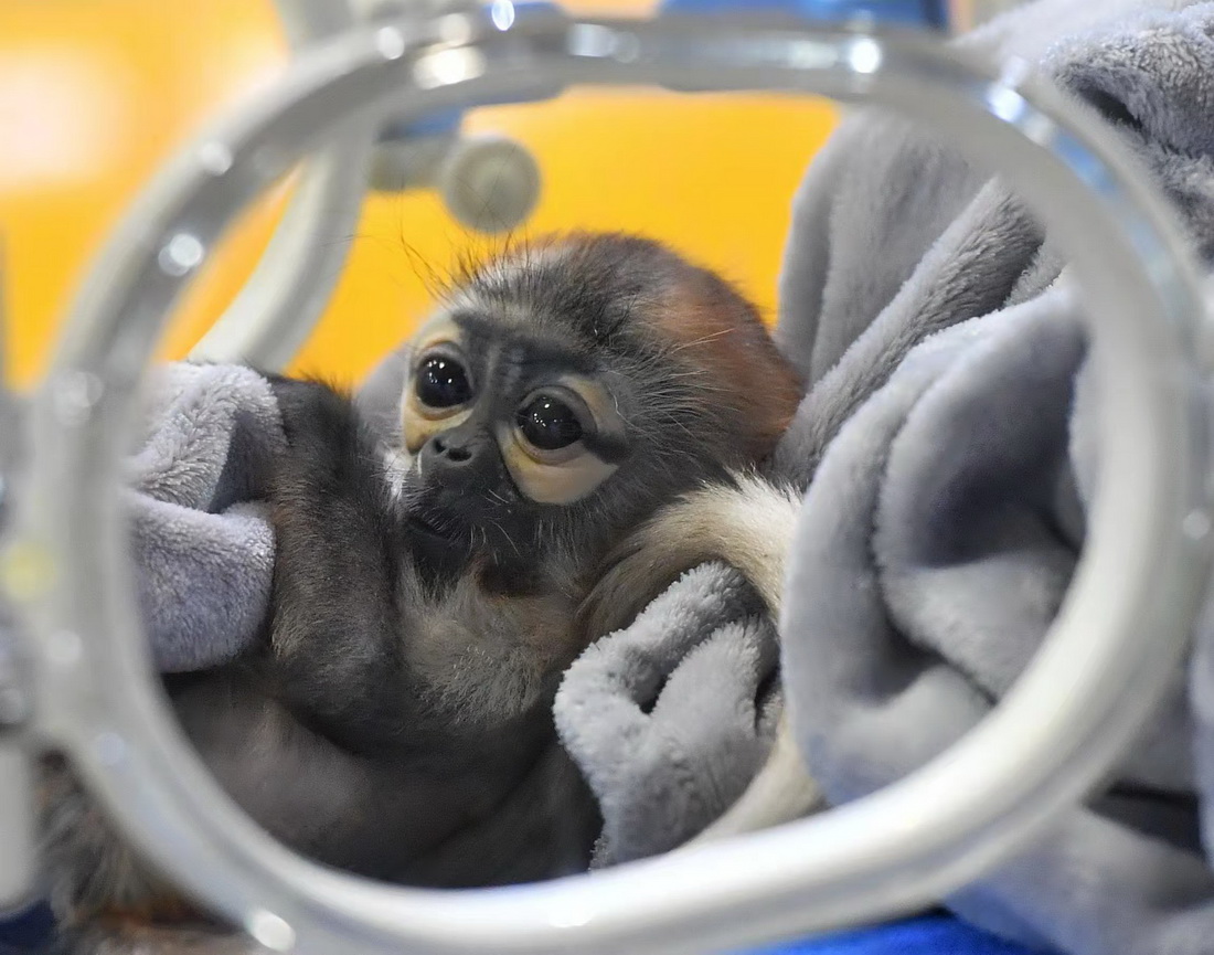 11月10日，人工繁育成功的黑腿白臀葉猴寶寶在廣州長隆靈長類研究中心保育箱內。