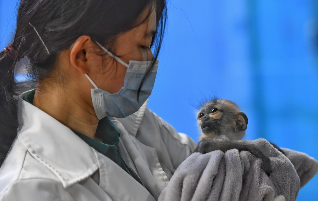11月10日，人工繁育成功的黑腿白臀葉猴寶寶與廣州長隆靈長類研究中心保育員對視。