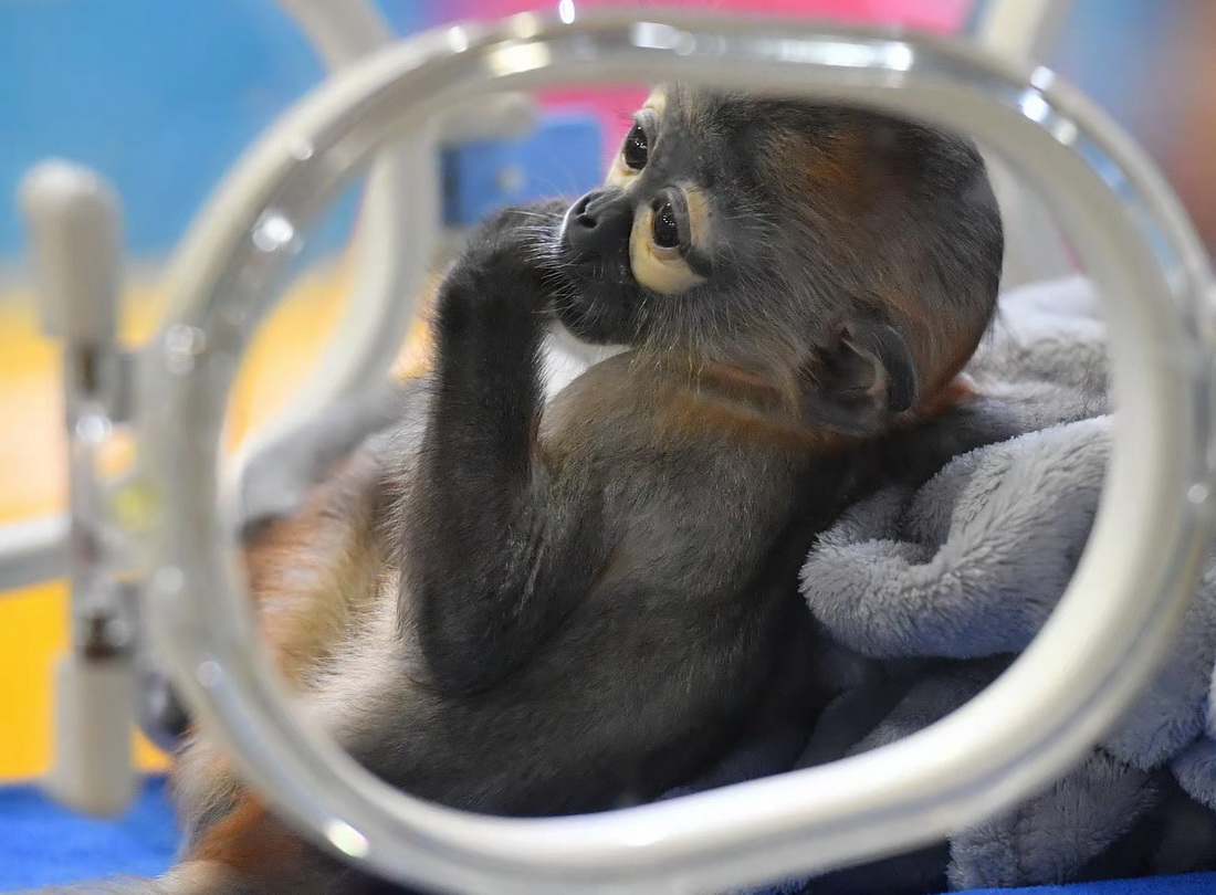 11月10日，人工繁育成功的黑腿白臀葉猴寶寶在廣州長隆靈長類研究中心保育箱內吮吸拇指。