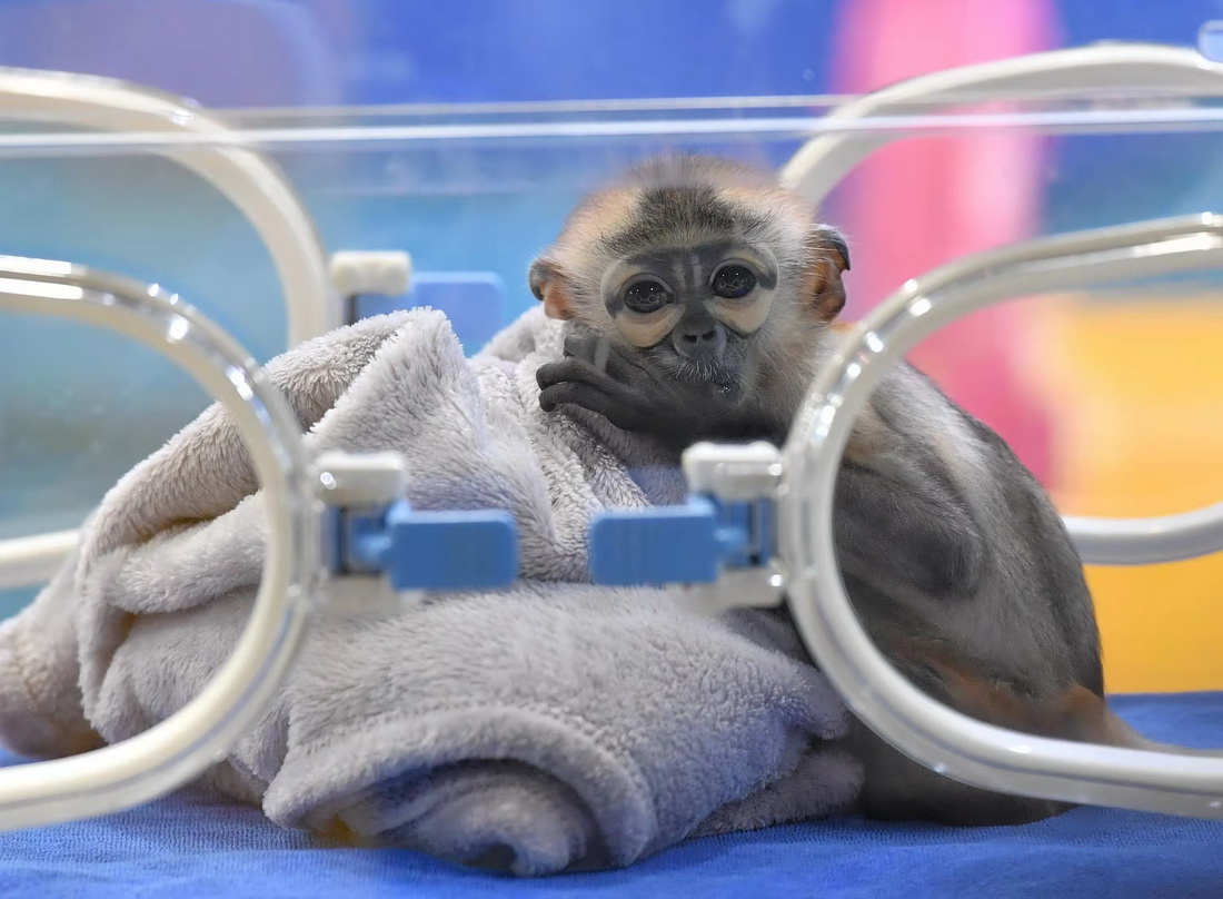 11月10日，人工繁育成功的黑腿白臀葉猴寶寶在廣州長隆靈長類研究中心保育箱內休息。