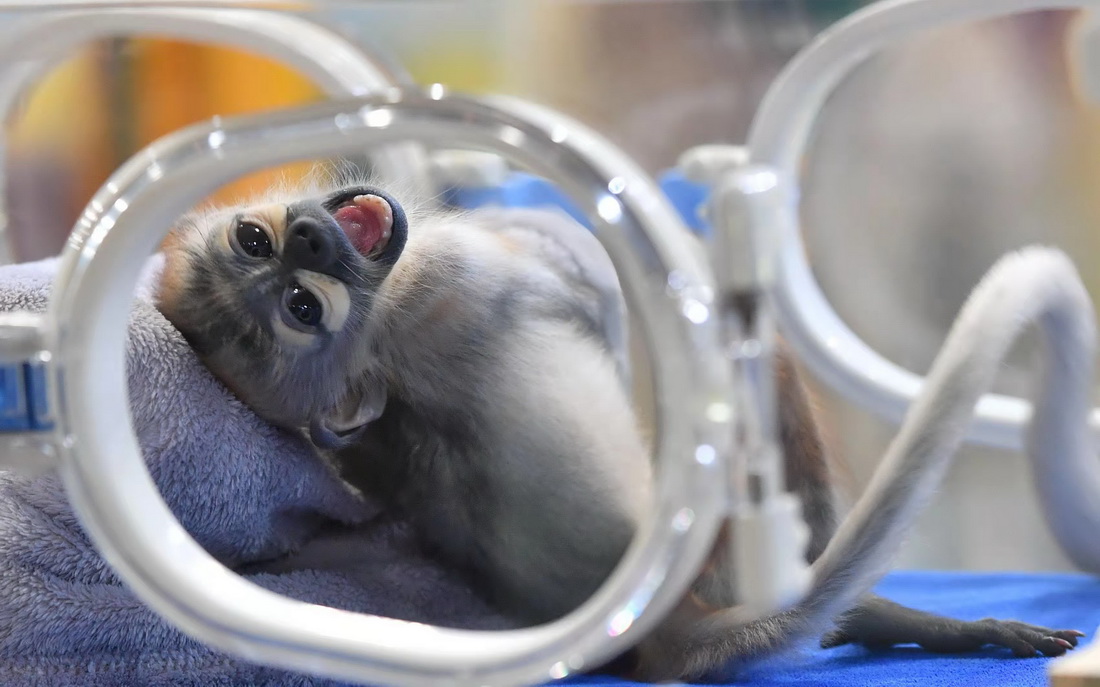 11月10日，人工繁育成功的黑腿白臀葉猴寶寶在廣州長隆靈長類研究中心保育箱內玩耍。