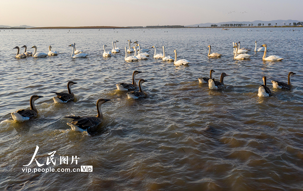 安徽廬江：越冬候鳥飛抵黃陂湖濕地【2】