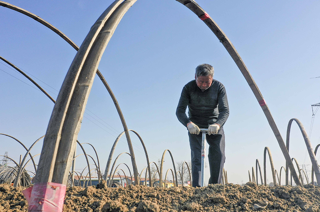 11月14日，玉田縣玉田鎮東姚庄村農民在挖坑填埋加固馬鈴薯暖棚拱架（無人機照片）。