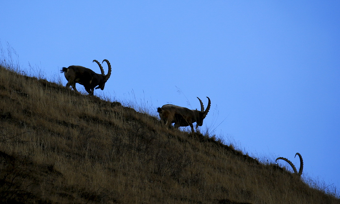 在特克斯縣包扎得爾牧區，北山羊在山坡上奔跑（11月11日攝）。