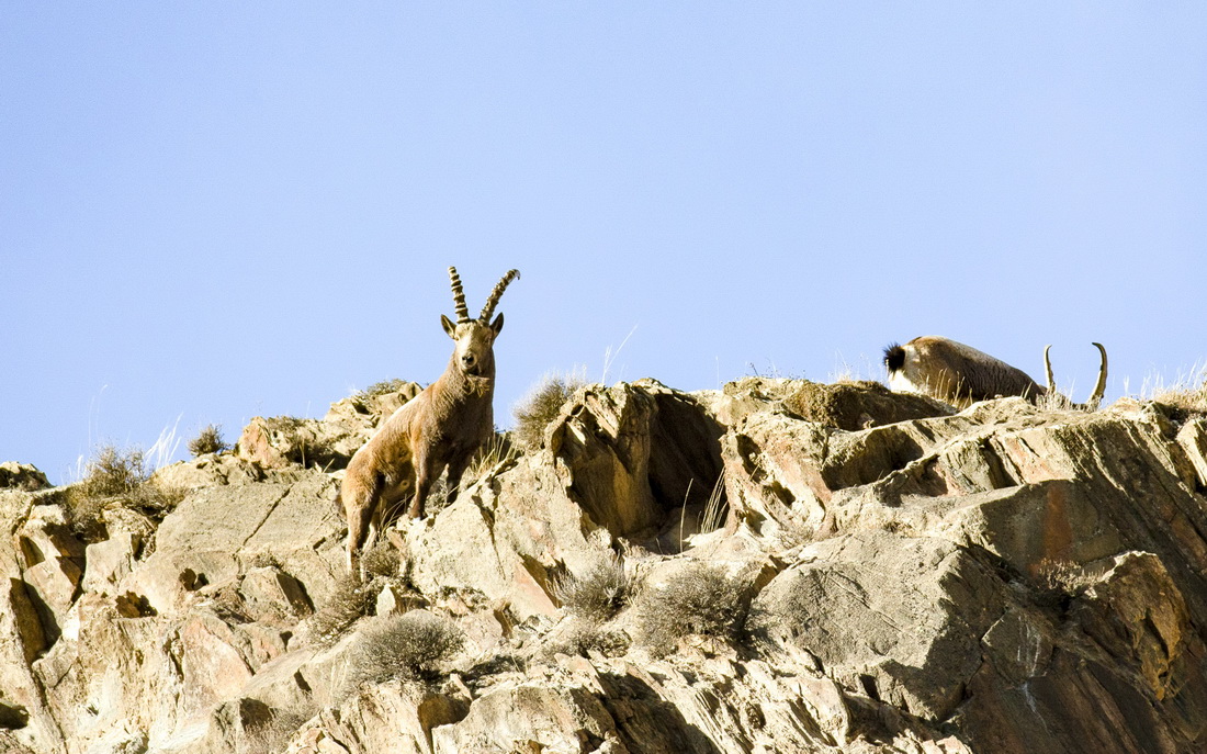 在特克斯縣包扎得爾牧區，北山羊在山坡上覓食（11月11日攝）。