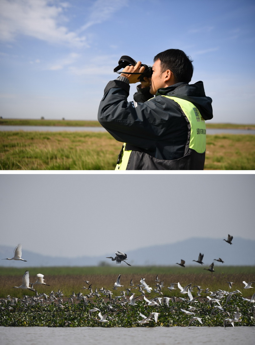 拼版照片：上圖為11月12日，何東順在湖南省岳陽市東洞庭湖濕地中觀鳥﹔下圖為11月12日在湖南省岳陽市洞庭湖中拍攝的蒼鷺和銀鷗。