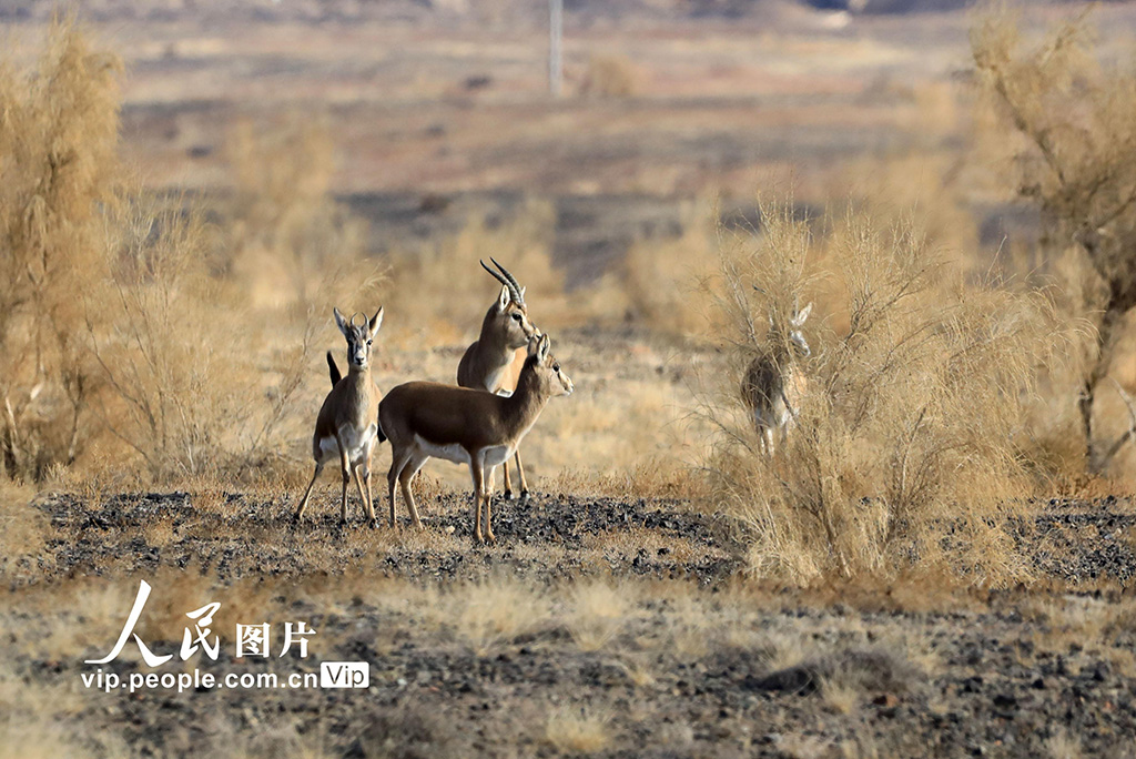新疆博州：鵝喉羚現身金三角工業區覓食