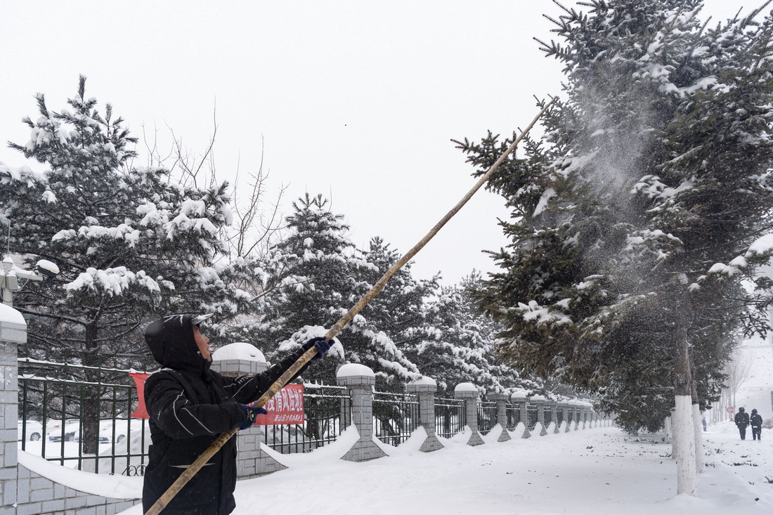 11月22日，在黑龙江省鹤岗市，鹤岗市城管执法局园林中心的工作人员清理树木上的积雪。新华社记者 谢剑飞 摄
