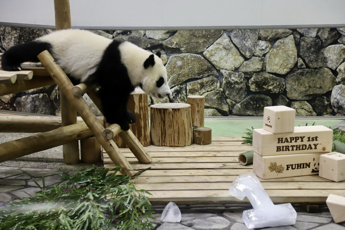 日本為大熊貓幼崽“楓浜”慶祝一歲生日