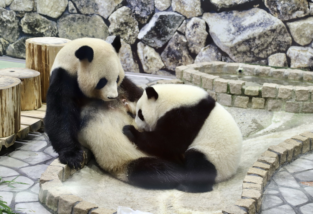 11月22日，在日本和歌山縣，大熊貓幼崽“楓浜”（右）偎依在媽媽“良浜”身邊。