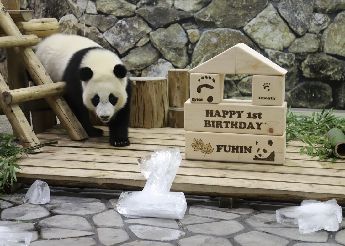 這是11月22日在日本和歌山縣拍攝的大熊貓幼崽“楓浜”生日會現場。