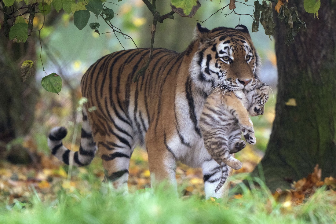 英國：老虎幼崽與媽媽【2】