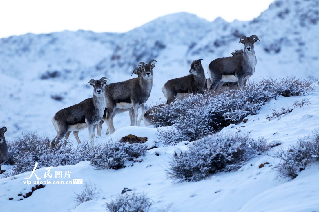 新疆博州：雪地中觅食的盘羊