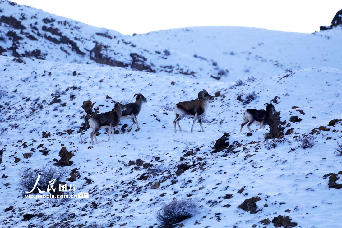 新疆博州：雪地中觅食的盘羊【3】