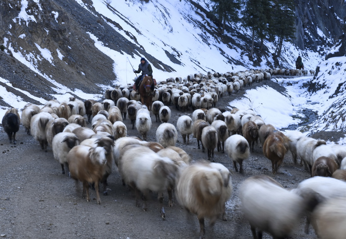 在新疆果子沟一处牧道上，来自伊犁哈萨克自治州霍城县的牧民在转场（11月25日摄）。