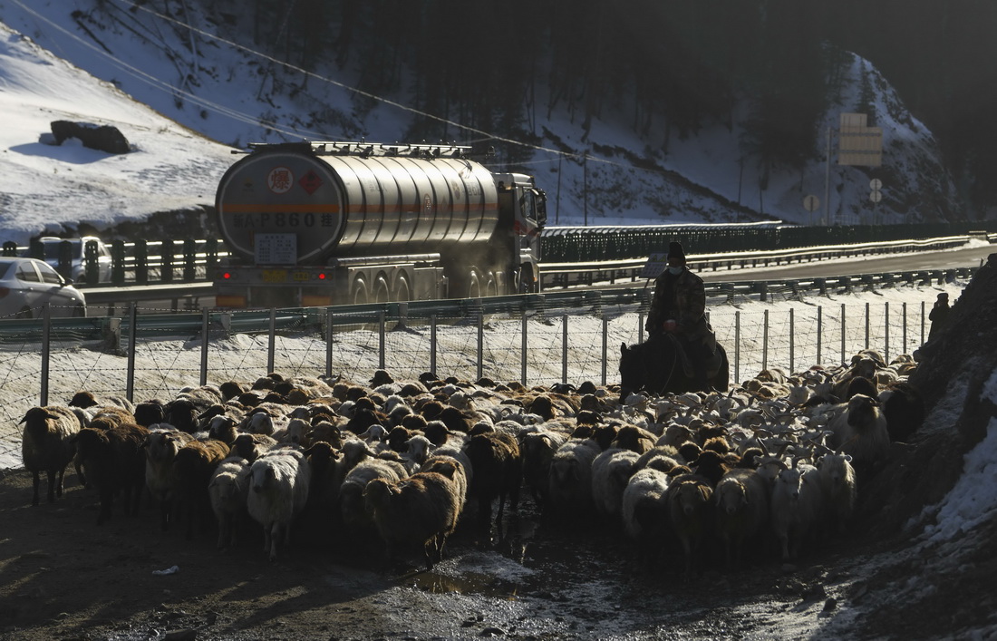 在新疆果子沟赛果高速公路旁的一处牧道上，来自伊犁哈萨克自治州霍城县的牧民在转场（11月25日摄）。