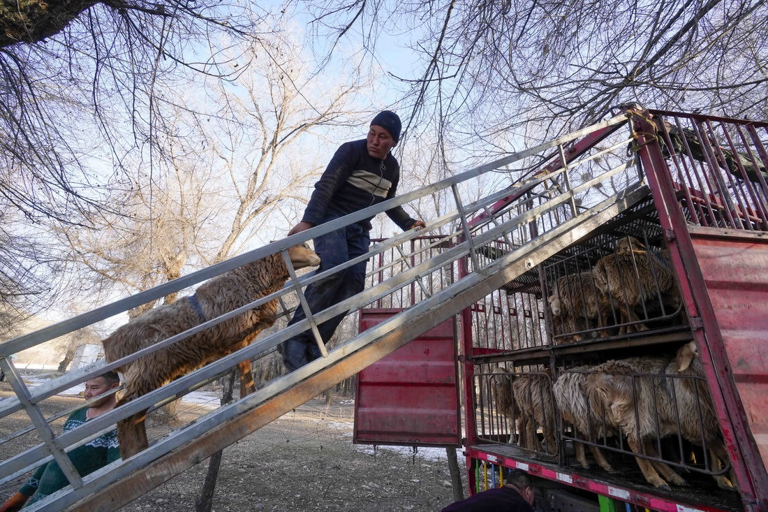 在新疆伊犁哈萨克自治州霍城县，牧民将羊拉上卡车准备进行机械化转场（11月24日摄）。